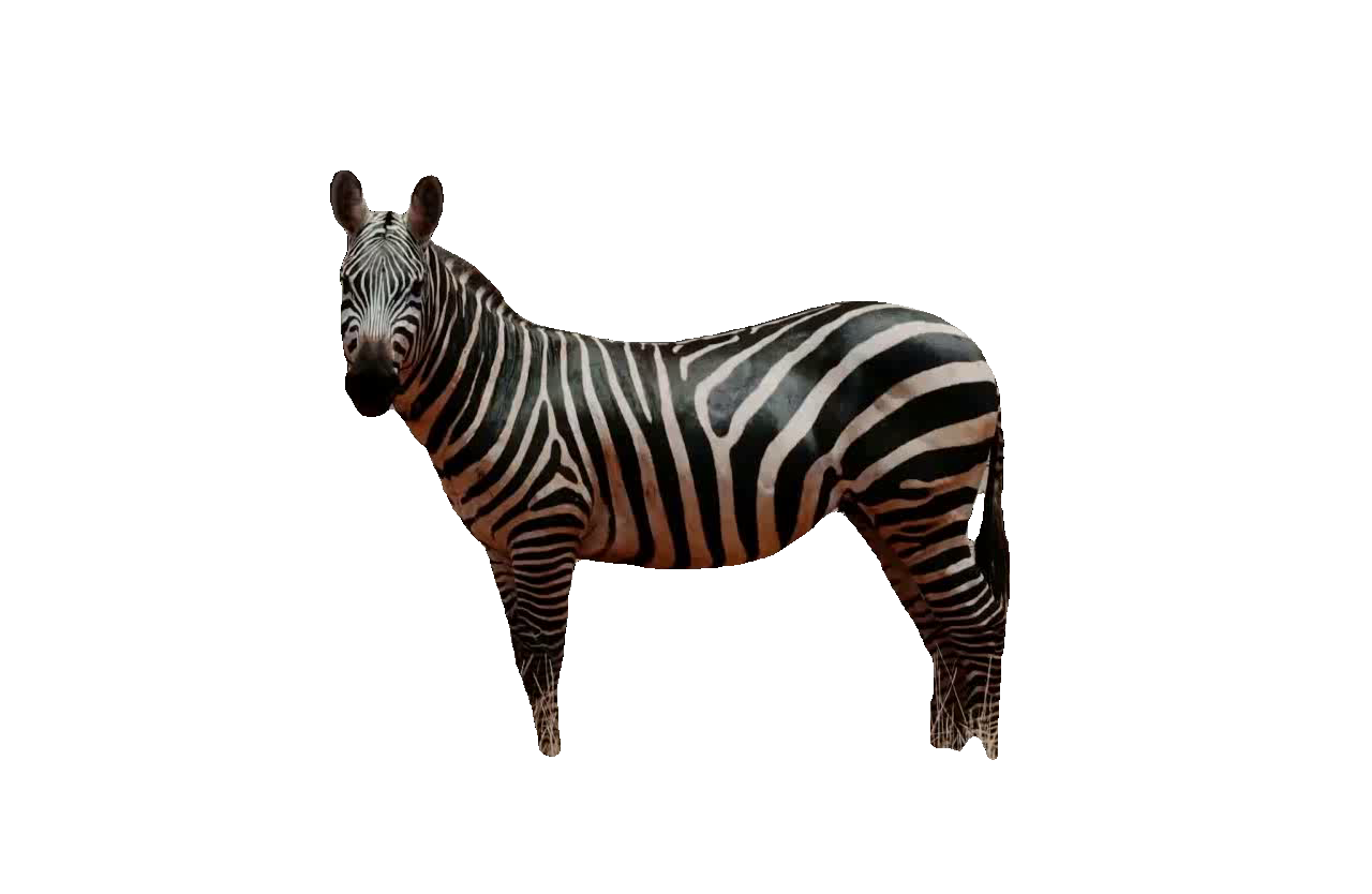 MoZoo